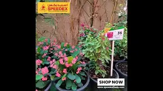 Revitalize Your Home with Fresh Plants from Speedex Tools