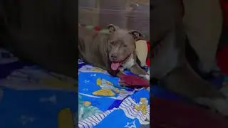 jimmy😅😘#pitbull #ytshorts