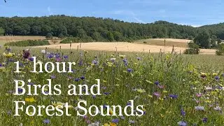 1 Hour Forest Birdsong 🌿 Relaxing Birds Chirping for Deep Sleep & Relaxation | No MusicForestBirds