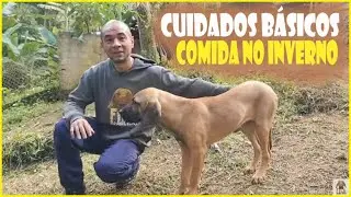 CUIDADOS BASICOS o que realmente aquece os cães no inverno #filabrasileiro #patrimonionacional