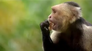 WILD MONKEYS INVADE AMARULA FRUITS|FAMILY BREAKFAST IN THE  CITY@naturefinder
