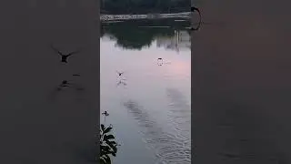 Darters / ಹಾವಕ್ಕಿ