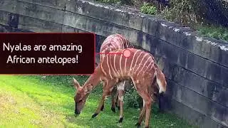 These Unique Animals Will Surprise You &mdash; Nyalas #como #zoo #usa #2025 