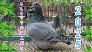 Exposition avicole de Bletterans (39) les 25 & 26 janvier 2025 🦆🐤🐥🐔🐇🐓🐰🕊️ (vid44)