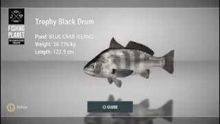 How to catch Trophy Black Drum at Blue Crab Island