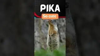 Pika is so Cute 🥰 : Vcareline #pika #facts #animals