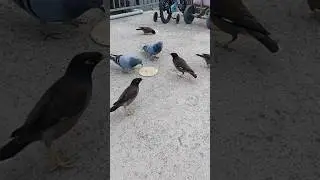 Amazing Nature l #birds #crow #pigeon #sparrow #birdlife #nature #god #ytshorts l