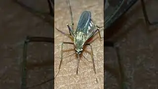 #zoom#in mobile camera# with realme 12x 5g#seen #very dangerous # like robot 🤖#😱😱😱😱😱😱😱😱😱😈😈😈