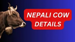 Nepali Cow Details