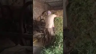 Fatting cattle in Punjab  shorts #youtubeshorts #punjab #chard da punjab31