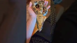 FALSE WATER COBRA SHOWS ITS HOOD! #shorts #animals #pets #reptile #snake #petlover