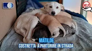 Abbandonata incinta 💔, Matilde,  è stata costretta a partorire in strada.
