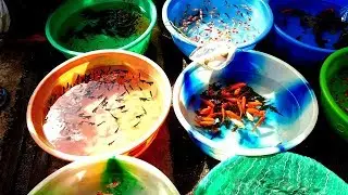 Aquarium fish market of Galiff Street KOLKATA part 5 ||biggest aquarium fish market ||