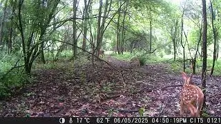 CITWC Nature Park Trail Cam Video #167 Deer, Raccoon