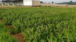 Purple long brinjal, Nuzeevedu Kanakadurga variety