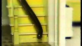 Black Flag Nasty Bugs 1991
