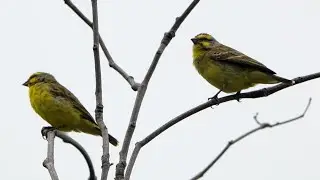 Bird Song: YELLOW-FRONTED CANARY singing