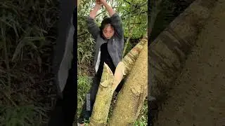 #woodcutting Effortless Wood Chopping | Smooth & Powerful Tool in Action!&rdquo;