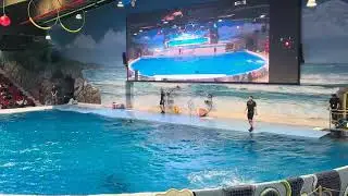 Dolphin show Dubai 