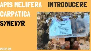 Am cumparat o matca din Ucraina carpatina Synevyr- introducere