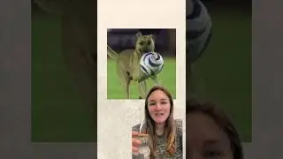 Uplifting, positive animal stories you need to hear