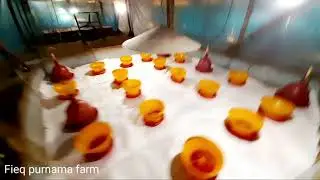Kunci sukses pembuatan brooding ayam broiler