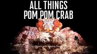 The Crab That Has LIVING Weapons - All Things Pom Pom Crab