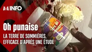 Le produit ménager « la Terre de Sommières » efficace contre les punaises de lit