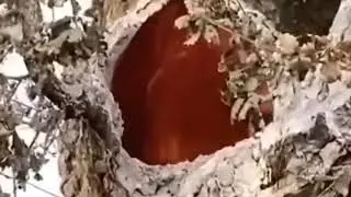 Hell tree Sounds of Hell
