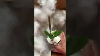 Hoya Unboxing&hellip;My First Large Leaf Hoya!!!!