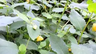 Capital Naturalist: Pale Touch-me-not Popping