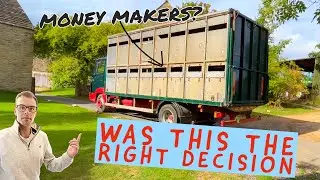 CAN THESE SHEEP MAKE MONEY?