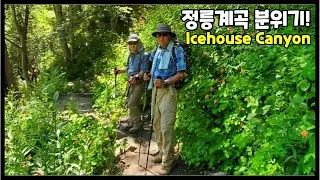 Icehouse Canyon Saddle 아이스하우스 캐년  얼음처럼 차가운 계곡 | Columbine Spring | icehouse canyon trail