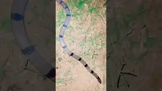 #common kukri snake short video