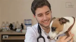Labmaraner | Labmaraners are prized working dogs. They are used as guide dogs and in search