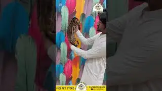 Bengal cat import from Russia 🇷🇺 #mkzpetstore