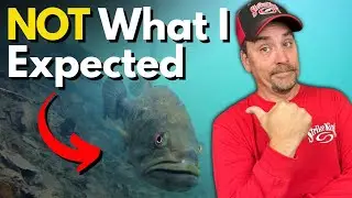 The 1 Bass Spawning Behavior I DIDN'T Expect (Dock Cam Footage)