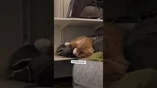 Do you cats sleep in funny positions? We find it so cute! 🥺💤