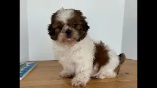 Shih Tzu puppy 2-4 male