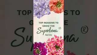 🌞Superbena&reg; Verbena: Ultimate Low-Maintenance Blooms