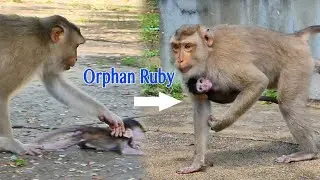 OMG Mekala 's Baby Run So Fast Escape From Orphan Ruby But Still Can Not Move Away From Her