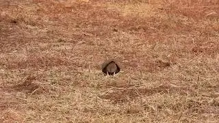 Indian courser continues feeding unpreturbed by our moving vehicle at Bhigwan, Maharashtra, India 