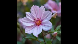 Flower Classification using ResNet-50 | Deep Learning Project with PyTorch