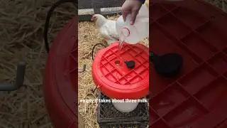 Snowstorm in 3 Hours ❄️🚨 | How to Change a Heated Chicken Waterer in Winter.