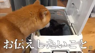 【ご報告】愛猫の体調についてお伝えしたいことがあります。