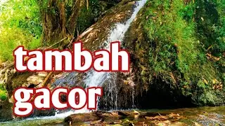 TERAPI AIR MENGALIR Menenangkan Semua Jenis Burung Anti Stres