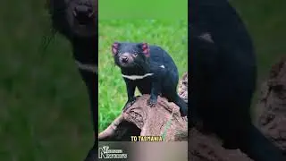 Tasmanian Devil. #animals #carnivore #tasmanian #wildlife #nature #naturetreasures #natgeo #shorts