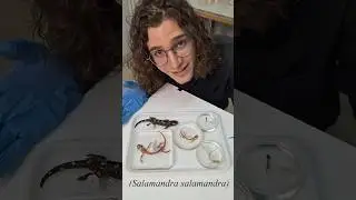 🦎🩻&iquest;Por qu&eacute; son TRANSPARENTES estos animales?🩻🐸 #animales #curiosidades #biologia #mncn #reptiles