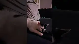 mr fluffy stole tue remote control #cute #cat #multicolor #family