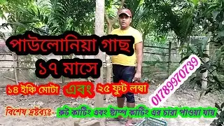 পাউলোনিয়া গাছ 17 মাসে 14 ইঞ্চি মোটা এবং 25 ফুট লম্বা | বিশ্বের  দ্রুত বর্ধনশীল গাছ| paulownia tree